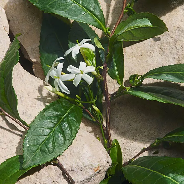 Capri In Love Eau De Parfum 100ml