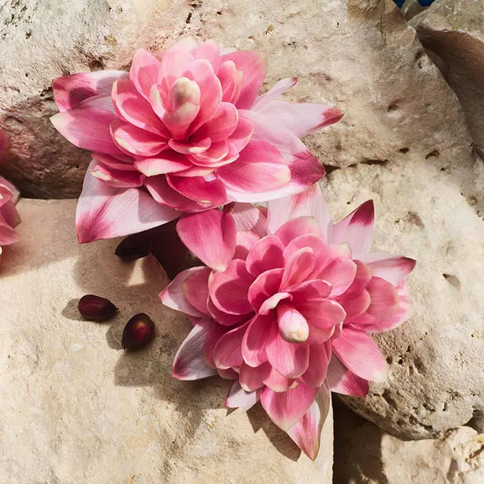 Capri In Love Eau De Parfum 100ml