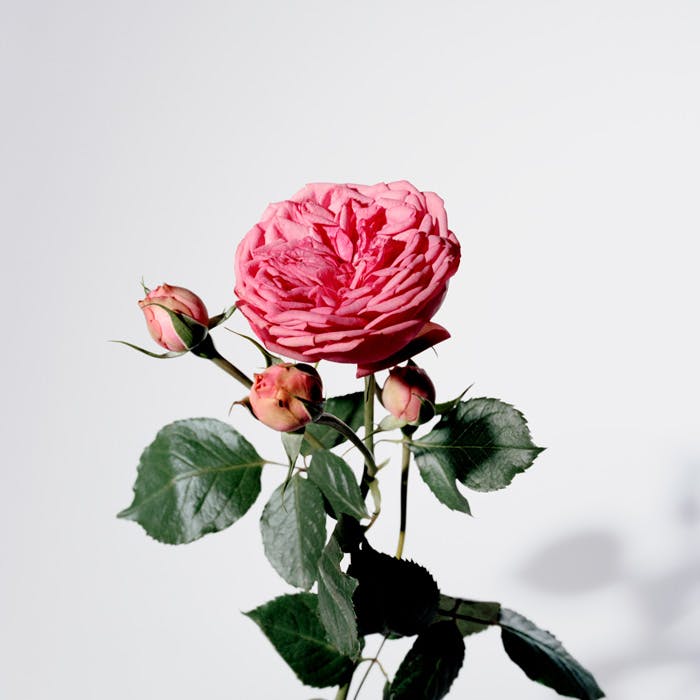 Product photo Image03
